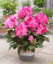 Rhododendron Germania Plant Flower Bulbs Bulb Flowers Plants