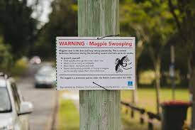 Baby mia was in her mother's arms when a magpie swooped at them in brisbane's glindemann park on sunday, causing her mother to trip and fall. Tpcmx4q 0kqbsm