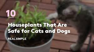 Here is an exclusive list of 19 low light indoor plants safe for cats are you a houseplant enthusiast looking forward to having safe plants for pets? 10 Houseplants That Are Safe For Cats And Dogs