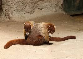 So Coati Are Native To Texas Most People Don T Know About Them Coati Clones Interesting Animals Animals Wild Endangered Animals