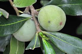 Image result for Warburgia