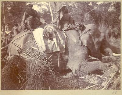 King George V's Hunting in Nepal in December 1911 Part III - Old Indian Photos