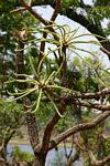 Image result for Cussonia arborea