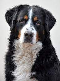 Wie ist ihr verhalten gegenüber anderen hunden? Berner Sennenhund Rassebeschreibung Wesen Haltung Und Pflege