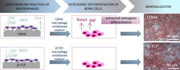The Effect Of Biomimetic Calcium Deficient Hydroxyapatite And Sintered B Tricalcium Phosphate On Osteoimmune Reaction And Osteogenesis Sciencedirect