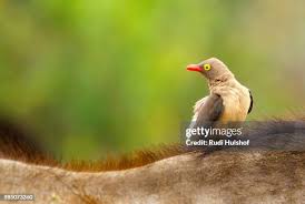 988 Pecker Stock Photos, High-Res Pictures, and Images - Getty Images |  Woodpecker, Phallus