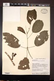 Image result for Maesobotrya