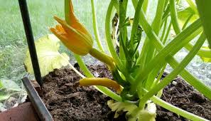 Alle wichtigen informationen über die zucchini (cucurbita pepo subsp. Zucchinis Im Eigenen Garten Anbauen So Klappt S Gartenzeitung Com