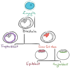 Human Embryogenesis Article Embryology Khan Academy