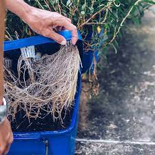 We did not find results for: How To Prevent And Treat Root Rot In Hydroponics Hydroponicfarmtips Farming Of The Future