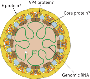 Jingmenvirus group ~ ViralZone
