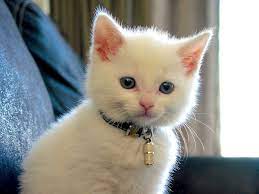 How Do Indoor Cats Get Fleas Indoor Cat Cats White Cats