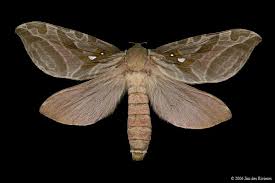 Black And White Spotted Moth Ontario Silver Spotted Ghost Moth 0018 Sthenopis Argenteomaculatus Moth Insect Collection Insects