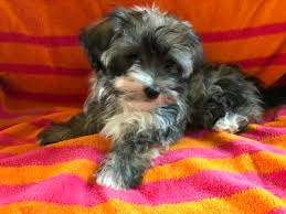 Check spelling or type a new query. Selah Havanese Home Of Health Tested Puppies In Michigan