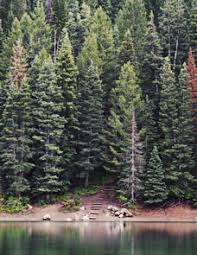 Obituary information for Frederick D. Adams