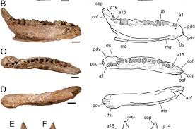 Image result for Dinophora spenneroides