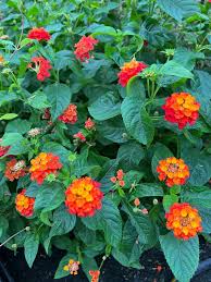 Image result for Lantana