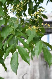 Image result for Pterocarpus indicus