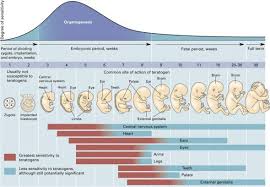 Drinking And Taking Pills Before Finding Out Youre Pregnant