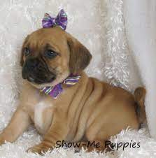Puggle Puppies For Sale Classifieds Uk Free Online Classifieds Ads Puggle Puppies Puggle Puppies For Sale Puggle