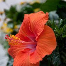 Orange Hibiscus Flower By Happy Wanderer Photos Us 16 26 Hibiscus Flowers Hibiscus Plant Flowers