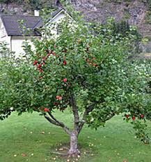 Child plants « add a new plant to the database. Garden Delicious Apple Tree Dwarf Willis Orchards