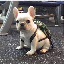 Get Ready For School F_vely Frogdog Frenchiepup Batpig