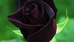 As belíssimas e raras rosas negras de halfeti (9 fotos) por redação em fotografias. Rosas Negras Origen Descripcion Cultivo Cuidados Propiedades Guia Completa 2021