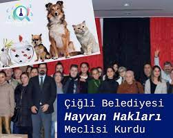 cigli belediyesinden ornek davranis nbsp a href https izmirdebul net cigli belediyesi hayvan haklari meclisi kurdu id o hayvan hayvan haklari kedi evi
