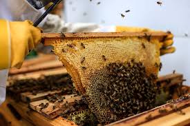 If you are looking to become self sufficient, a good place to start is to have a beehive in your backyard. Best Top Bar Hive Plans For Happy And Productive Bees