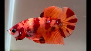 Rs 500 / pairget latest price. For Sale Tiger Candy Hmpk Male Betta 11 1 30 Winner Youtube