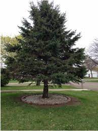 There are several types of pine trees and each is pine tree, also known as conifera, has recently become very popular as an ornament tree. Pin On Flowers And Future Lawn Ideas
