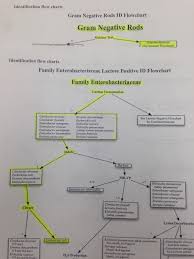 18 Gram Negative Bacteria Flow Chart Draw Anywhere