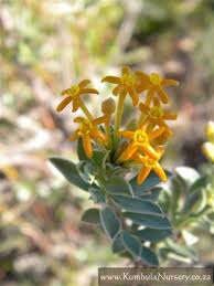 Image result for Gnidia