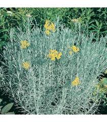 Image result for Helichrysum globosum