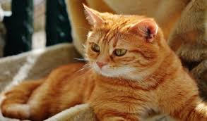 This is much different than a cat who suddenly starts to throw up (acute). How To Stop Your Cat S Hairballs And Vomiting Issues Bothell Feed Center Inc Bothell Wa