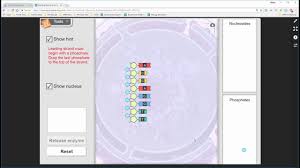 Follow the steps given in the gizmo to construct a how many different sequences of eight bases can you make? Building Dna Getting Started With The Gizmo Youtube