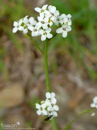 Image result for Crambe hispanica