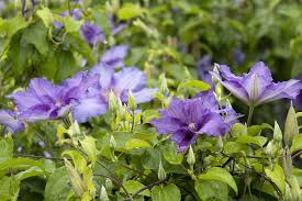 Image result for Clematis pulchra
