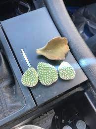 The seed takes about 9.3 hours to grow and once fully grown, it can be harvested for cactus spines. First Timer Here Any Ids On A Totally Unrelated Note How Do You Get Cactus Spines Out Of Clothes P Proplifting