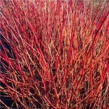 We did not find results for: Cornus Sericea Kelseyi Kiefer Nursery Trees Shrubs Perennials