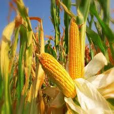 Iffco has two manufacturing facilities in malaysia. Yellow Corn Manufacturers Yellow Corn Suppliers Eworldtrade