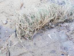 Grass roots, like any plant, need air, water, and nutrients. How To Plant Grass Seed On Hard Dirt Preparation Guide