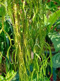 Learn the word for ikan and other related vocabulary in american english so that you can talk about makanan with confidence. Haji Nursery Fern Sisik Ikan Rm 30 00 Facebook