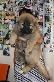No cuts or scars on head or chest. Pin By Ivan Kostadinov On Petting Zoo Caucasian Mountain Dog Big Puppies Cute Dogs Breeds