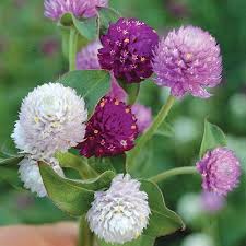 Pin On Flowers For A Beautiful Garden