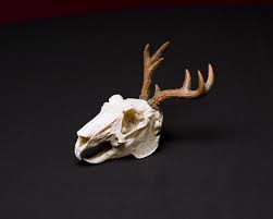 Jackalope Skull Album On Imgur Shop for jackalope art from the world's greatest living artists. jackalope skull album on imgur