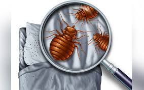 While it's next to impossible to eliminate all dust mites from your home for good. Dust Mites At Home Causes And Solutions Free Malaysia Today Fmt