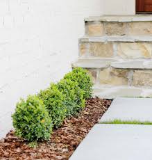 Sources recommend pruning to help manage them, and mention that you should cut at a certain time in the pest's lifecycle. Choosing The Right Boxwood Shrub For Your Landscaping Plank And Pillow