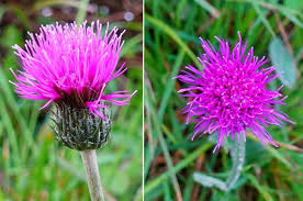 Image result for Cirsium